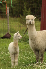 Baby alpaca and mother on Kansas farm