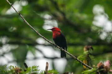 A Samoan Myzomela honey eater bird in a tree on the island of Upolu in Samoa