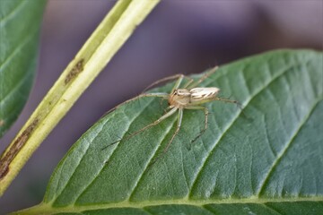 Poisonous spider inside green leaf. Arachnophobia concept, fear of spider. Spider bite or fingering. Spider on spider web. Jumping Spider