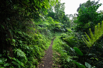 Fototapeta na wymiar The walking track on Mount Vaea in Apia, Samoa