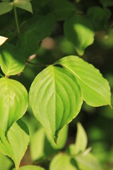 ヤマボウシの葉