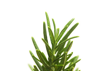 Fototapeta premium Rosemary tree plants in plastic black flower pot isolated over white background