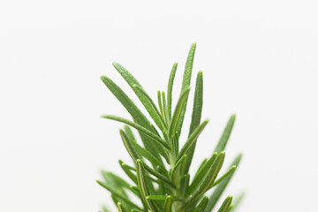 Rosemary tree plants in plastic black flower pot isolated over white background