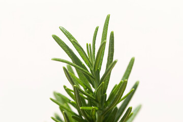 Rosemary tree plants in plastic black flower pot isolated over white background