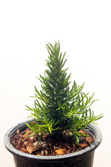Rosemary tree plants in plastic black flower pot isolated over white background