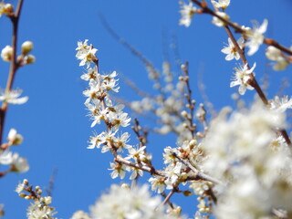 blooming cherry tree