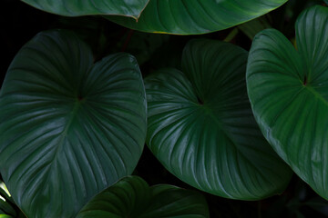 Large green leaves decorate the garden