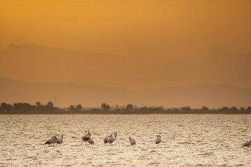 Group of Flamingo in Tunisia