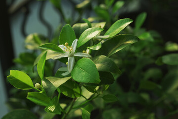 Close up shot of a jasmine flower starting to bloom