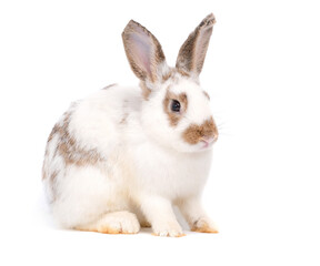 Adorable cute little white easter bunny isolated on white background. Portrait of white furry beautiful rabbit. Pet, animal and easter concept.