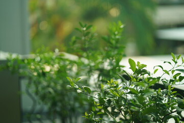 Green plant leaves by the afternoon sun
