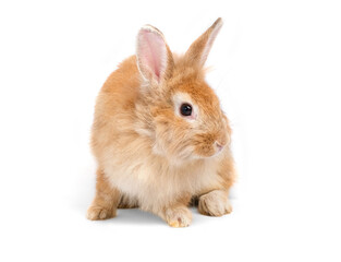 Adorable cute little red brown easter bunny isolated on white background. Portrait of furry beautiful rabbit. Pet, animal and easter concept.