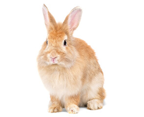 Adorable cute little red brown easter bunny isolated on white background. Portrait of furry beautiful rabbit. Pet, animal and easter concept.