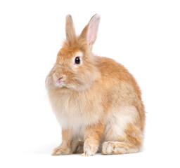 Adorable cute little red brown easter bunny isolated on white background. Portrait of furry beautiful rabbit. Pet, animal and easter concept.