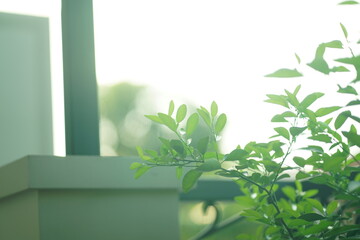 Bright sunlight in the morning at the balcony with green plant leaves