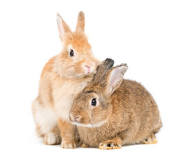 Two adorable cute little red brown easter bunny isolated on white background. Portrait of furry beautiful rabbit. Pet, animal and easter concept.