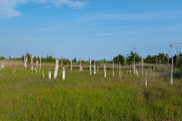 Salt Marsh with Dead Trees along the Delaware Bay in New Jersey