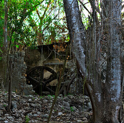 Rusty remains of a sugar mill and crumbling stone walls of an abandoned hacienda, as thick roots and forest have reclaimed the land.