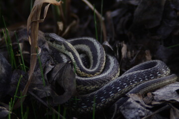 western rat snake, black rat snake, reptile, nature, animal, wildlife, grass, wild, lizard, animals, viper, serpent, adder, green, reptiles, scales, snakes, black, forest, tongue, eye, scale