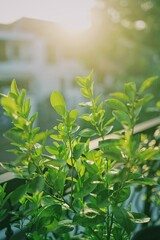 Bright sunshine over vivid green leaves