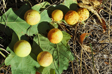 Oak leaf with oak apples or oak galls close up detail, soft dry grass background, sunny fall day