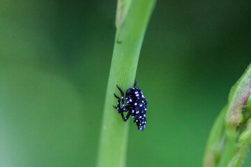 Macro of Spotted Lantern Fly on Stem