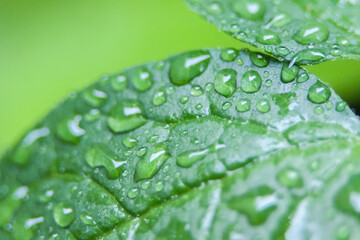 Macro of Raindrops on a Green Leaf
