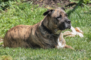 Pit Mastiff Laying in the Grass on a Sunny Day