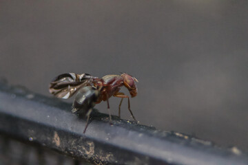 Macro of a Common Picture-Winged Fly