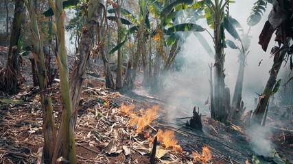 Global warming crisis. Slash and burn agriculture. Climate change, deforestation.
