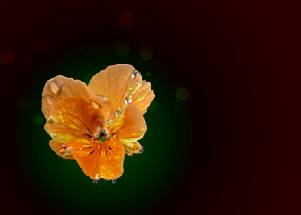 Orange pansy flower with water drops on dark abstract background. Copy space.