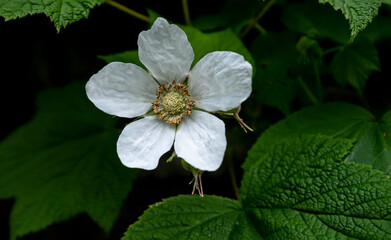 White raspberry flower on green leaves background.