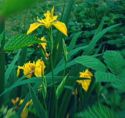Yellow flowers of wild iris with green leaves in background. Nature background.