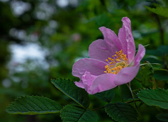 Pink wild rose on green leaves background, side view . Copy space.