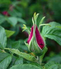 Red rose bud on green leaves background, romantic concept.
