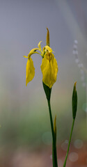 Yellow flowers of wild iris on bright abstract background , copy space.