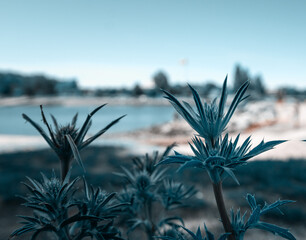 Blue thistle flowers with seashore in background. Soft focus.