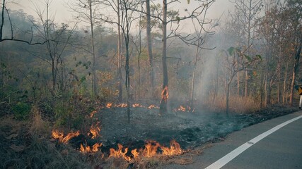 Bushfire near road in national park. Climat change crisis. Forest wildfire in dry season. Fotage 4k
