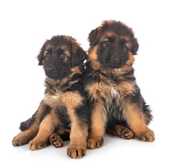 Fototapeta na wymiar puppies german shepherd