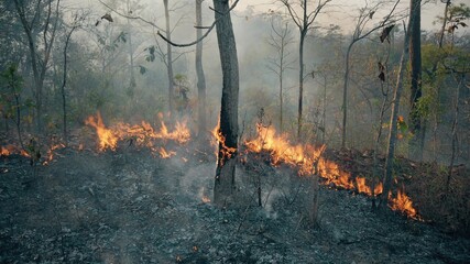 The climate crisis. Big Flame in national park. Destruction of raiforest by bushfires.