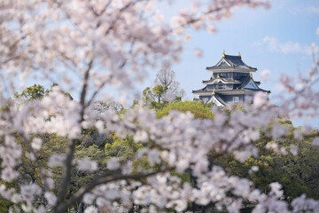 岡山城 -満開の桜が咲く「旭川さくらみち」から望む-