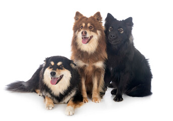 Obraz premium Finnish Lapphunds in studio