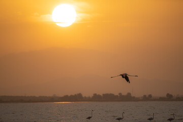 Group of Flamingo in Tunisia