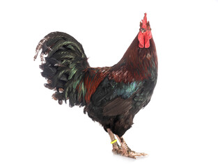 marans rooster in studio