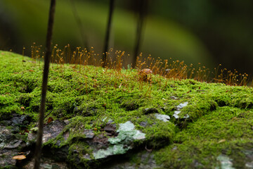 苔の森