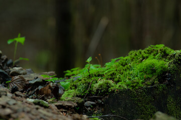 苔の森