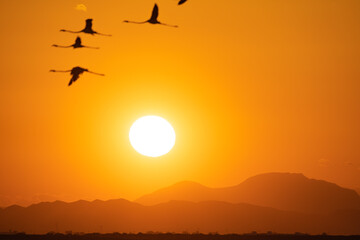 Group of Flamingo in Tunisia