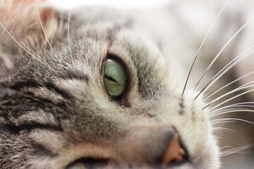 見つめる猫　サバトラ猫