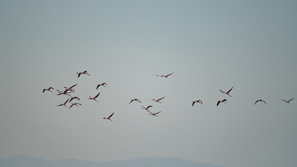 Group of Flamingo in Tunisia