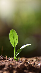 young plant growing in soil